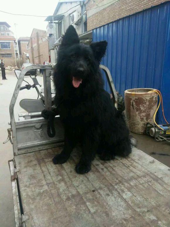 网友1500买的纯黑"萨摩耶",照顾一年后,路人愿意出5000来收