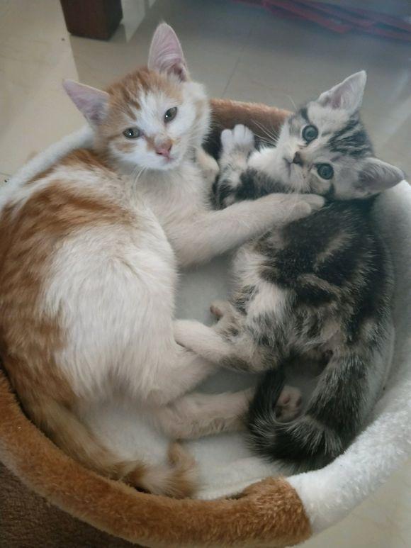 家里本来有只美短猫, 可是一冲动又买只橘猫, 结果却心疼原住民!