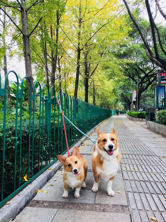 带两只柯基出去遛弯,金毛冲过来咬伤一只,宠主:这是狗界暖男?