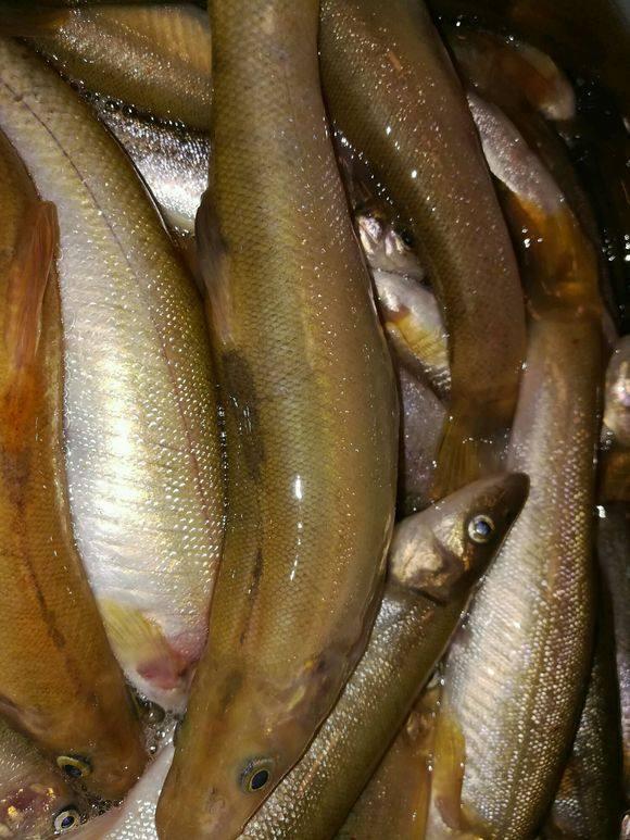 山顶上的清水石潭有细鳞奶包子鱼来自地底暗河