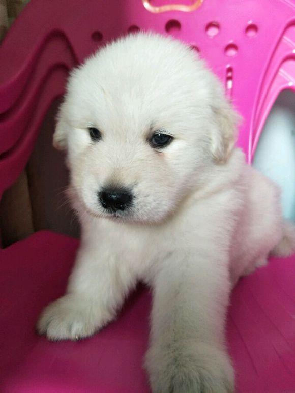 金毛和萨摩耶交配生出一只"小金萨",路人见到之后争着要抱它