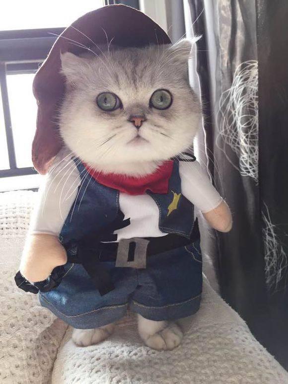 遇上爱打扮的铲屎官,爱给英短猫穿衣服