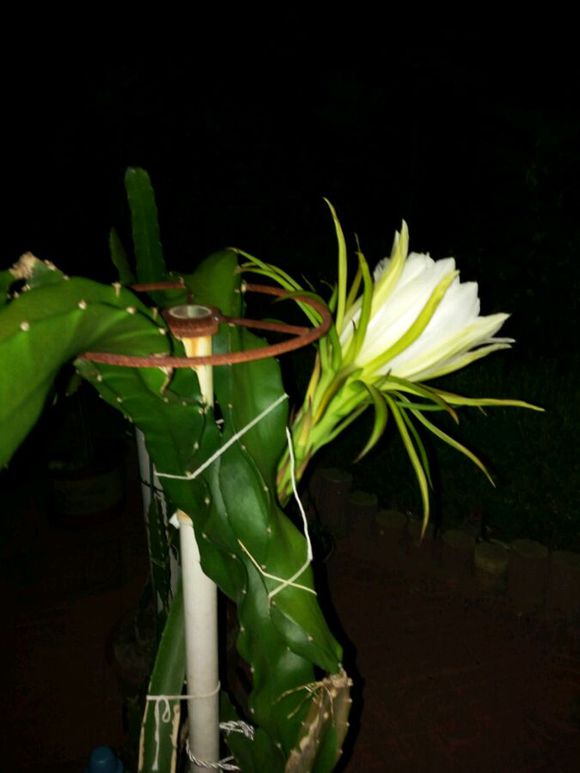 种一棵火龙果,花煲汤吃果肉,植株还能观赏,简直再划算不过了