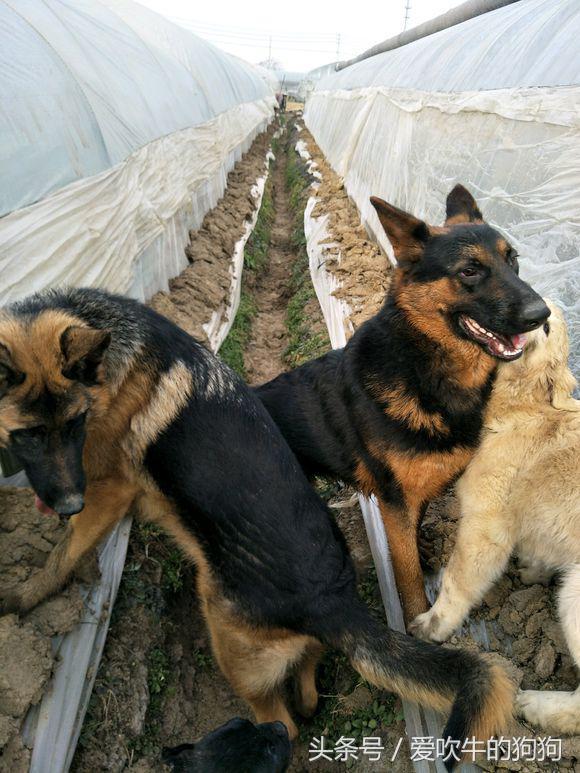 自蔬菜大棚养了2只德牧和金毛,再也没有偷菜贼和野兽了敢来了