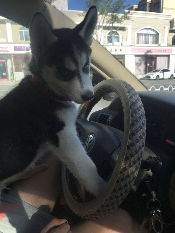 二哈就是为所欲为!抢主人方向盘开车充当老司机!