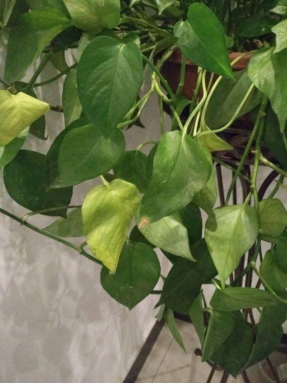 绿萝吃了尿素已经爬上墙了冬季却黄叶了