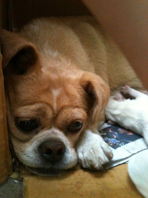 流浪狗妈妈孕育四子,眼神绝望,让人悲痛!