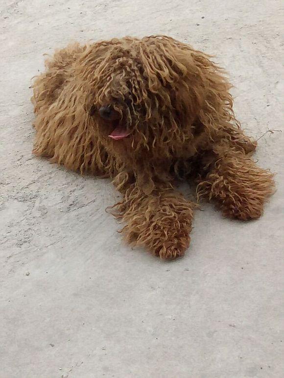 网友晒了自己养的泰迪,这毛发,这造型,我服!