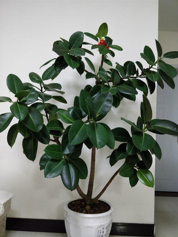 学会这招橡皮树叶子绿的能反光邻居看了都羡慕