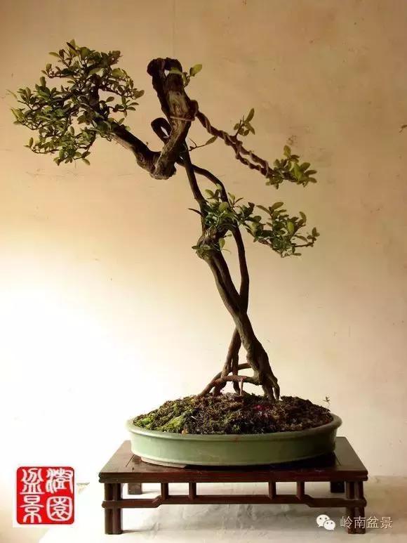 迎喜","吉祥"等美好的寓意, 一组精品金豆盆景请你