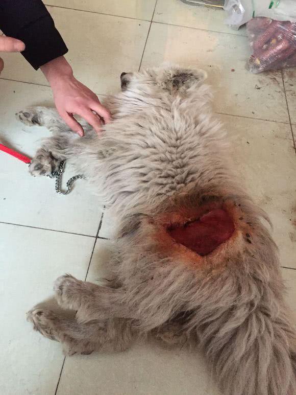 网友听到周围摆摊的小摊贩说,这只狗可能是这条街上的居民搬家时候不