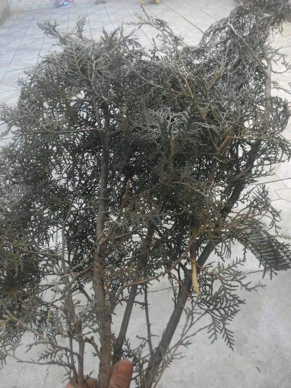 元宵节第二天,正月十六晚上你家烤柏灵了吗?