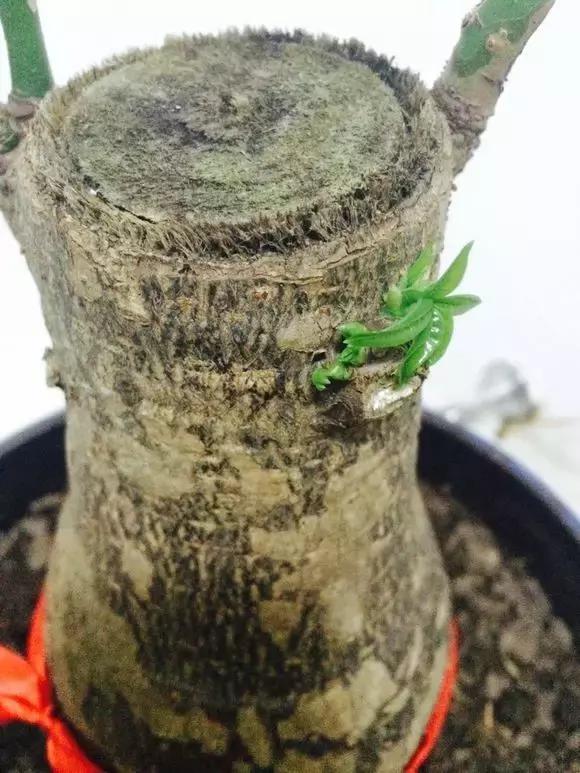 发财树叶子落光了别担心垃圾堆捡的光棍子也养得枝繁叶茂