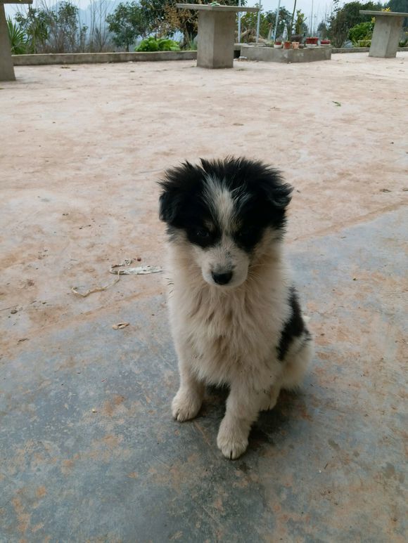 的边牧,收到货之后,主人立马哭笑不得:这是啥|狗|主人|土狗_新浪新闻