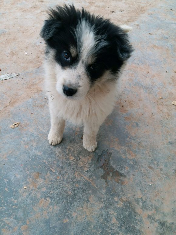 的边牧,收到货之后,主人立马哭笑不得:这是啥|狗|主人|土狗_新浪新闻