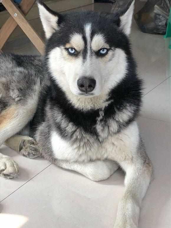 男子抱怨领养的成年二哈太安静,网友回复:别急,还在熟悉环境!