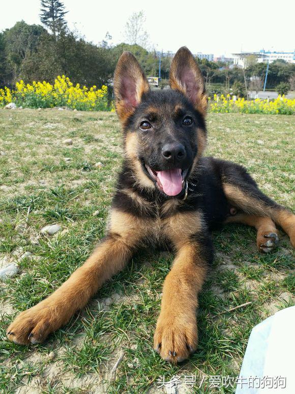 今天德牧双耳终于立起来了,立的真标准,羊奶粉泡的狗粮果然没白吃