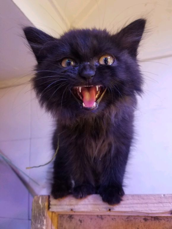 奶奶捡到一只黑猫,网友把它带回城里,朋友看一眼后:五千卖不卖