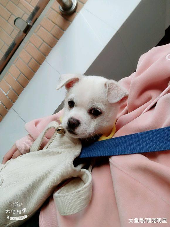 流浪小白狗围着早餐摊眼巴巴的看我吃饭, 心一软装进包里带回家