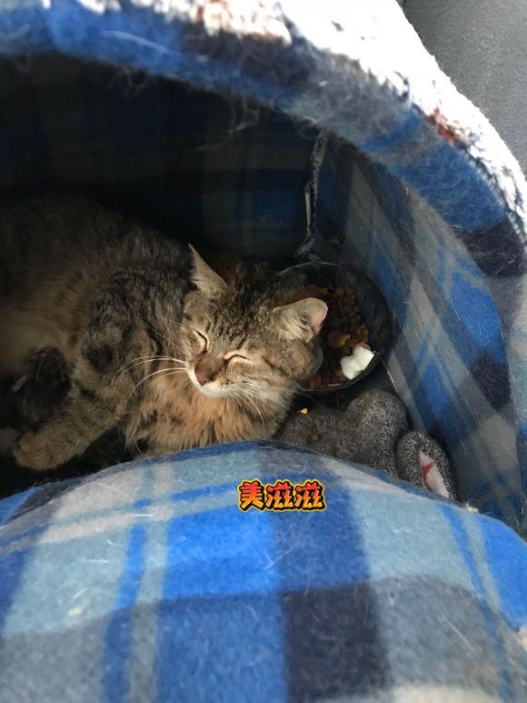 小区流浪猫妈妈生了一窝小猫咪,可爱温顺,网友:好想都打包回家