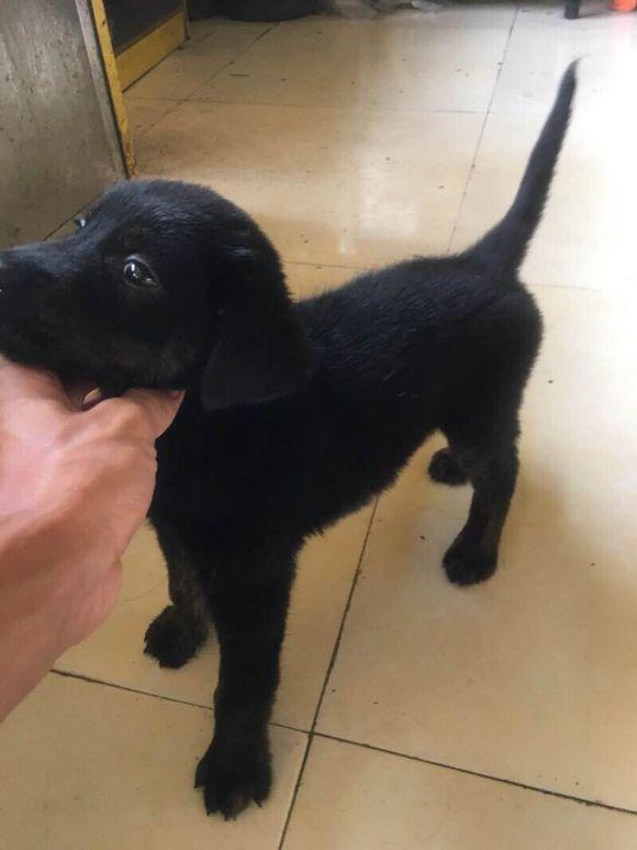 有拉布拉多血统】【平毛巡回猎犬是黑色的,金毛没有黑色】【黑金