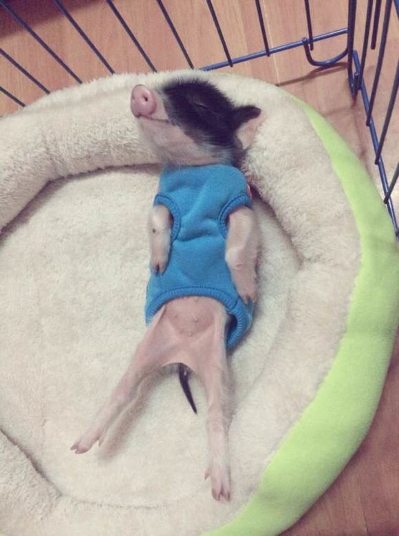 宠物猪图片和价格宠物猪会长大吗