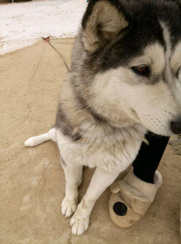 把自己伪装成狼的哈士奇,跑到网友家中骗吃骗喝还骗睡!