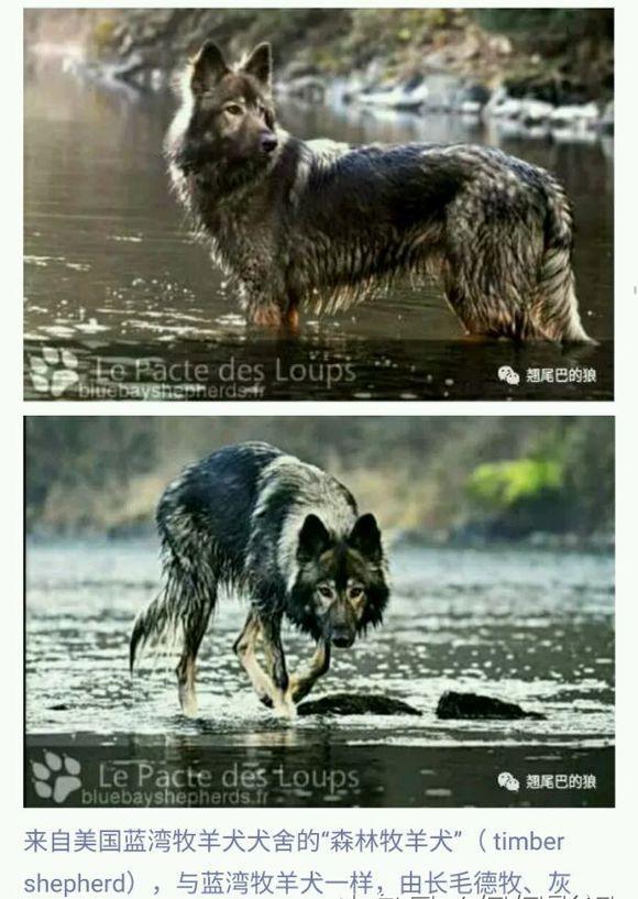 狼青犬之起源,让更多人了解“非本土犬种”