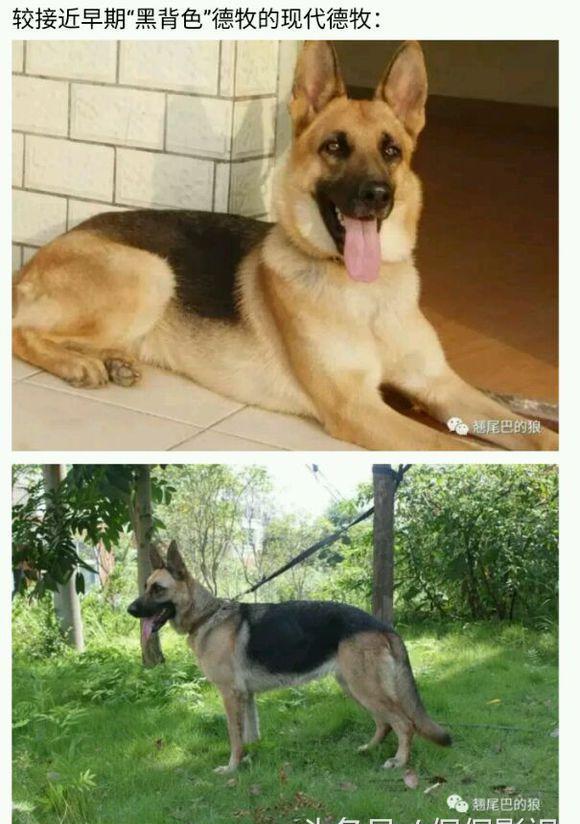 而二战结束至今已有近八十年,这期间多数在中国东北繁殖的"狼青"绝对