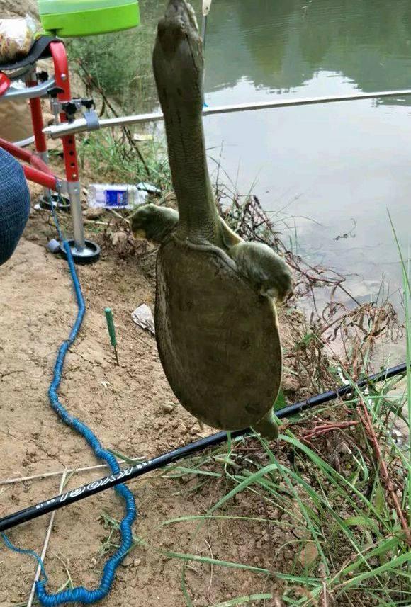 男子设置简单陷阱,一窝端,厉害