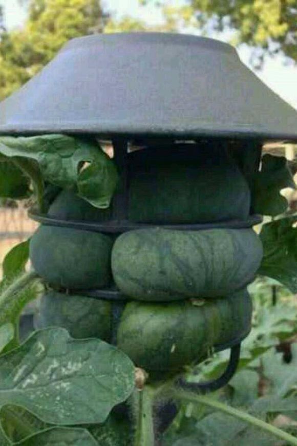 这也太粗心大意了吧,有人种,没人疼啊,西瓜都长成这样了