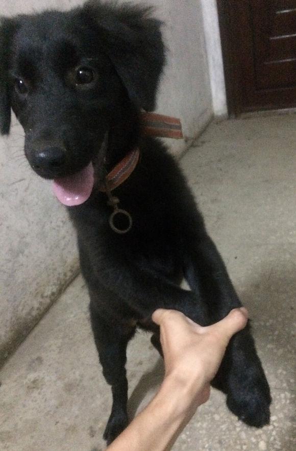 男子晒小金毛问纯不纯,朋友看了直夸赞:黑成这样,什么狗都纯!