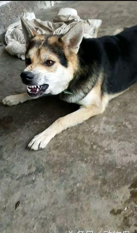 这么凶的土狗还是拴起来吧跟疯了一样咬伤了人吃不了兜着走