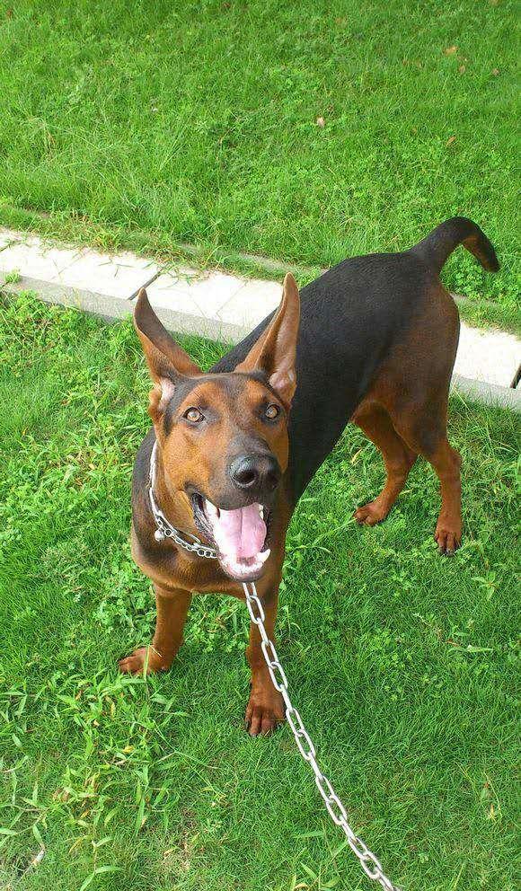 犬,狼青犬及当地的一种犬类杂交培育出一个新的品种,就是中国山红犬