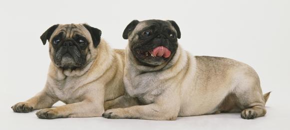 k9大剧透——如何区分巴哥犬斗牛犬