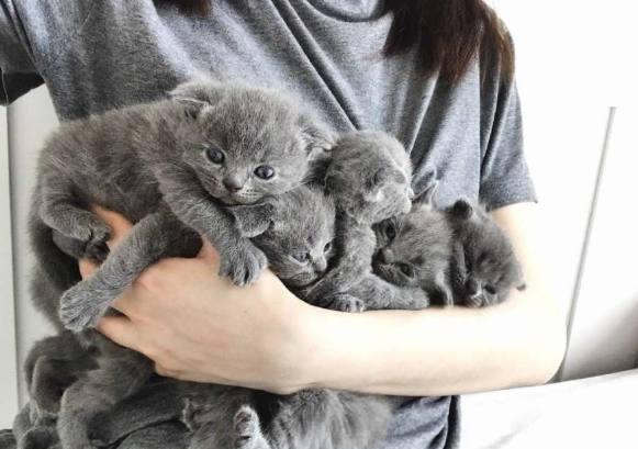 主人和猫咪合影照,非常有爱,网友:好想抱走一只小蓝猫!