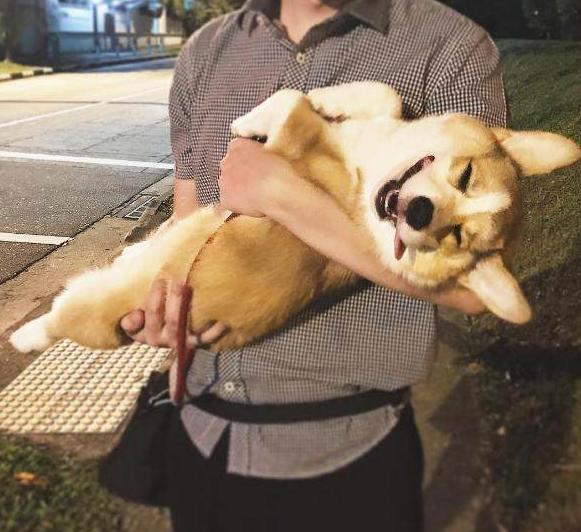 主人带柯基去遛弯,结果柯基这表现,主人再也不想带出去了!