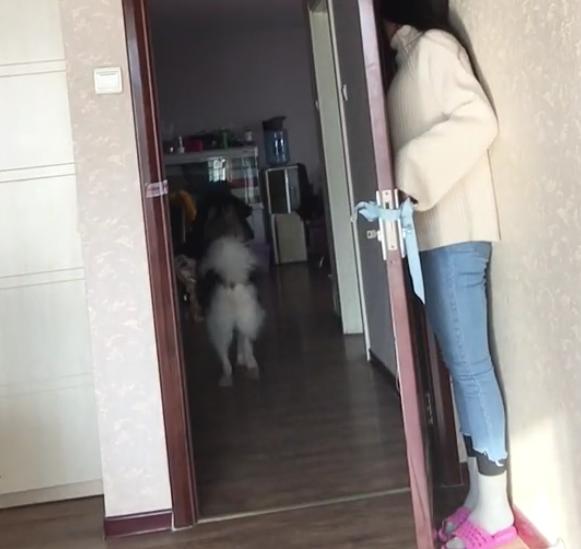 女孩就藏在门后,可阿拉斯加犬怎么也找不着,真是被它的智商蠢哭