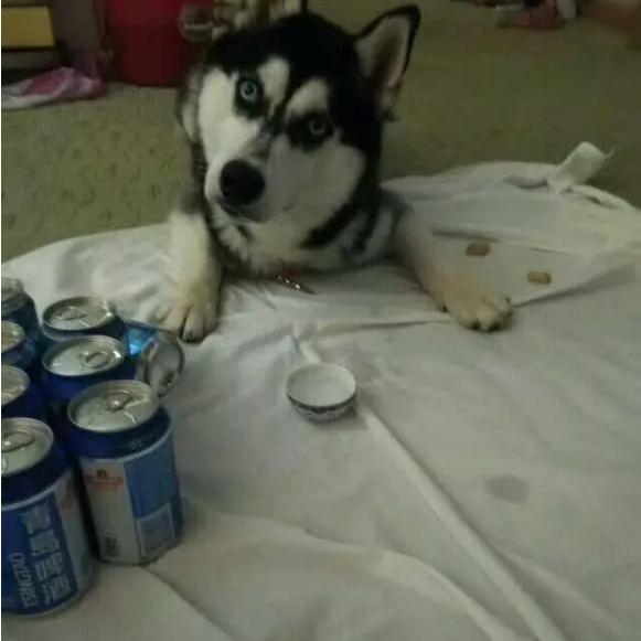 喝醉酒的二哈,发起酒疯来,主人拦都拦不住!