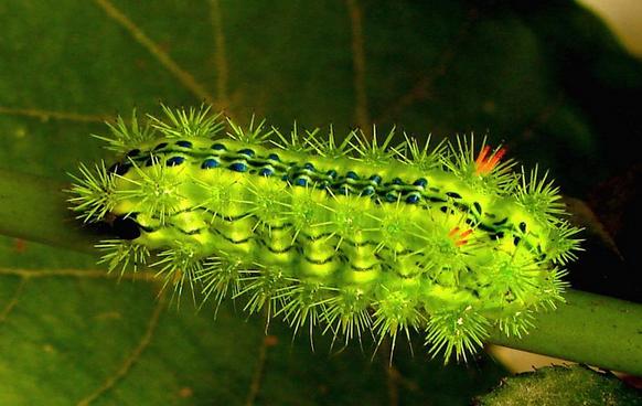 害虫洋辣子罐,你敢吃吗?