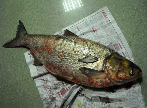 钓获一条圆滚滚的大白鲢,在我们当地能卖到15元一斤|白鲢|鱼|黄颡