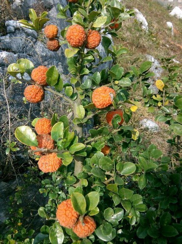 还记得小时候我还用柘树叶子喂过蚕呢