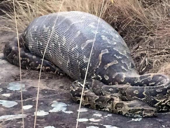 蟒蛇活吞豪猪死亡,肚子被撑得鼓鼓,割开肚皮后把人吓傻