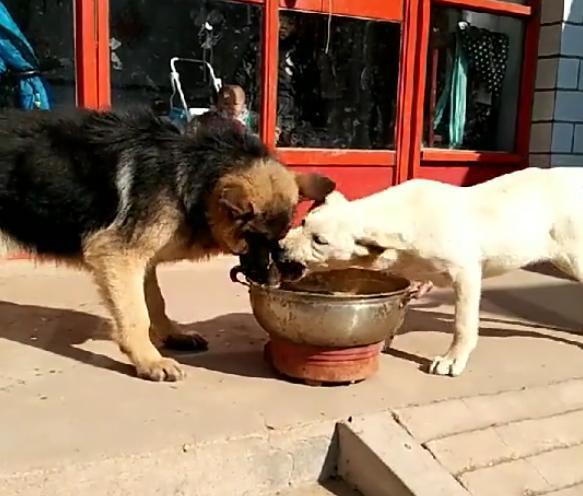 霸道的拉布拉多犬,抢德牧狗狗的食物不说还咬人家,心疼德牧宝宝