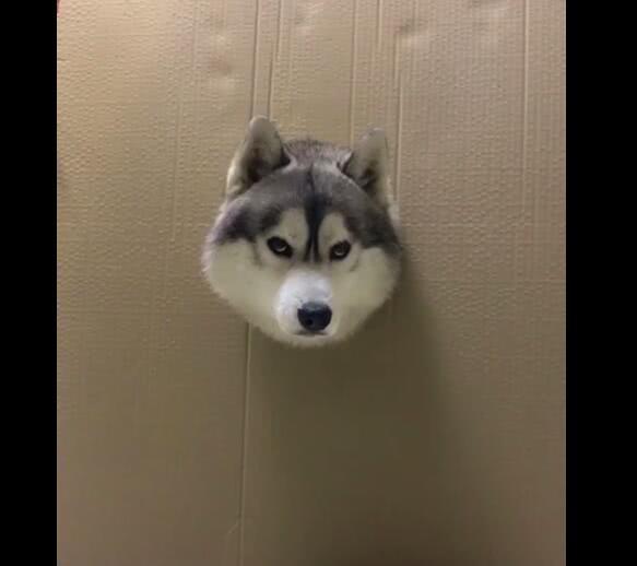 狗头卡在纸箱,二哈满脸无辜,眼神看起来特可怜!