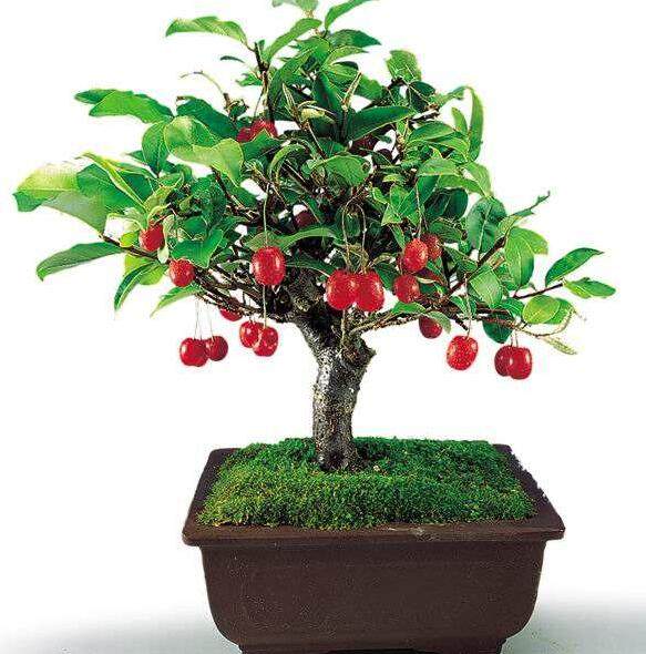 枣树盆景如何制作 制作枣树盆景的方法