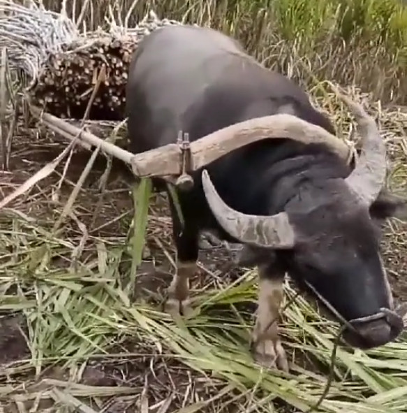 饿死不吃耕田牛,穷死不卖看家狗!实拍大水牛主动带上牛轭拉柴火|大水