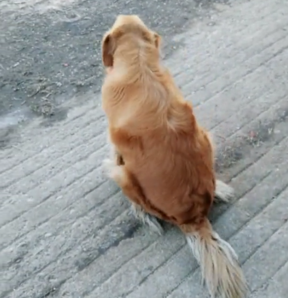 金毛拖着"残疾"后腿艰难前行,下一秒却令人捧腹,这演技服了!