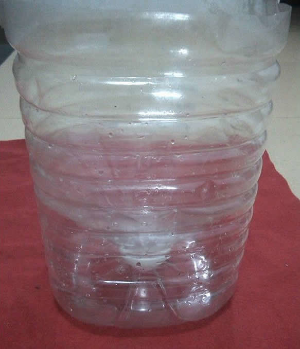 家里吃完油的大油桶别扔了分分钟变种菜利器保肥保湿成本低