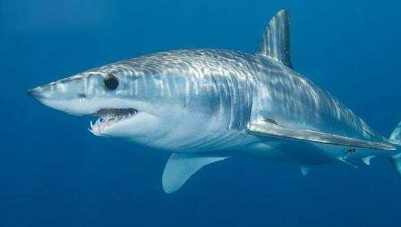 第七,灰鲭鲨:是所有鲨鱼中游得速度最快的,速度可达35英里/小时(约56